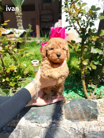 Пудели мини , снимка 3 - Пудели - 54314661