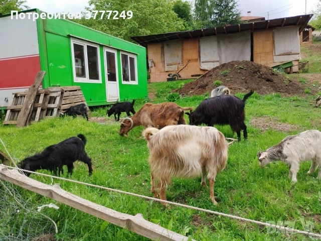 Продавам кози , снимка 4 - Кози - 54483034