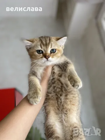 британски котенца, снимка 9 - Британска късокосместа - 55391628
