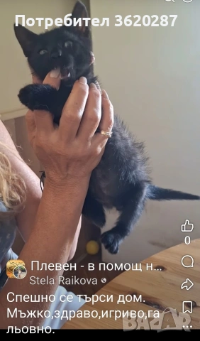 Мъжко котенце, снимка 2 - Други - 55075214