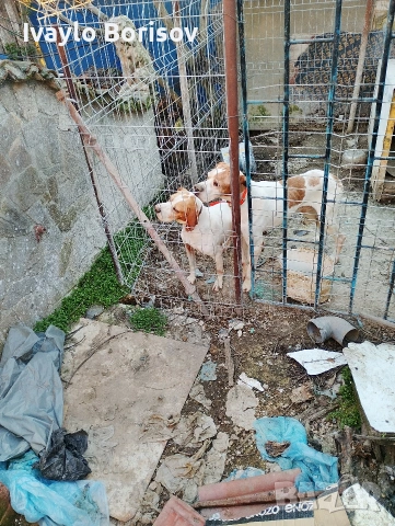 Ловни Кучета, снимка 4 - Гонче - 54690460