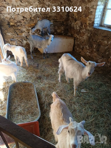 Продавам кози , снимка 3 - Кози - 54559411