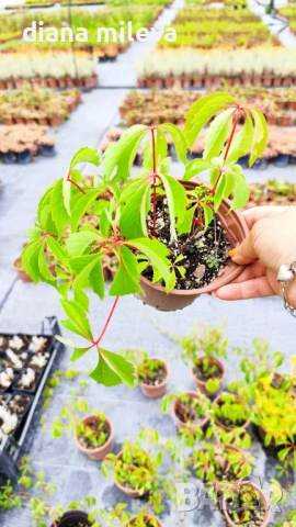 Дива лоза (Parthenocissus quinquefolia), снимка 9 - Градински цветя и растения - 54905860
