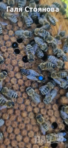 🐝Млади оплодени пчелни майки Карника-Австрия 2026г F1 Изходен материал Карника-Австрия 2025г.F0 , снимка 3 - Други животни - 55142643