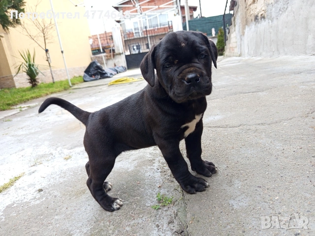 Продавам Кане Корсо чистокръвни САС ваксина