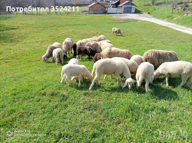Агнета , снимка 3 - Овце - 53959781