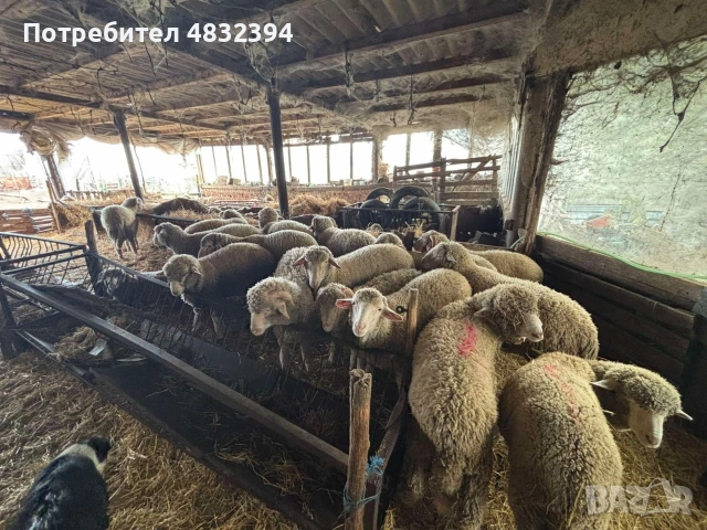 Агнета и шилета 