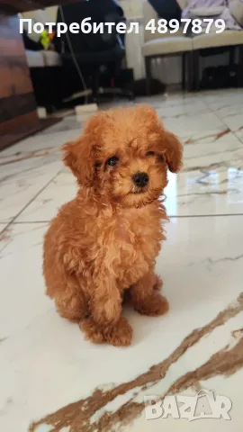 Той пудел Toy poodle, снимка 3 - Пудели - 55419874