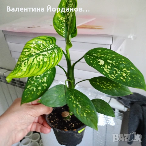 стайни цветя , снимка 18 - Стайни растения - 54590866