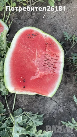 Дини сорт Арашан 