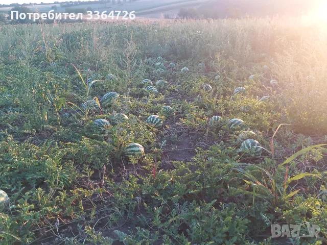 ДИНИ с.Точилари общ.Кубрат собствено производство., снимка 4 - Други - 55690652
