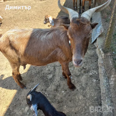 Три кози и 4 ярета