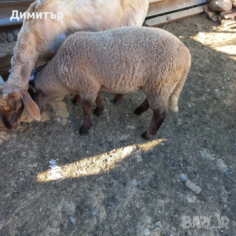 2 овци 2агнета и 2кози, снимка 5 - Овце - 54714211