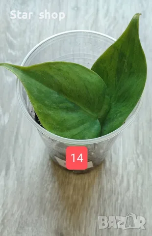 Филодендрон- Philodendron Hederaceum Variegata, снимка 14 - Стайни растения - 55295623