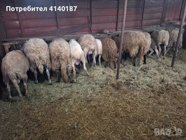 продават се овце и агнета миналогодишни , снимка 3 - Овце - 54954008