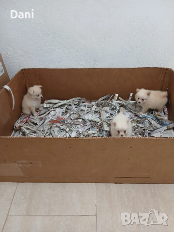 Mini Pomerani, снимка 11 - Померан - 55083566