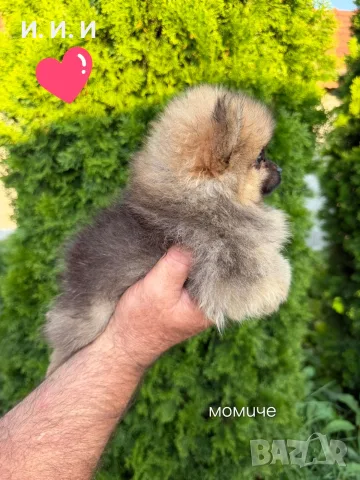 Померан Померанчета 🔝🔝🔝