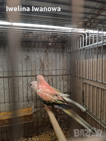 Продавам неофеми , снимка 11 - Папагали - 54322117