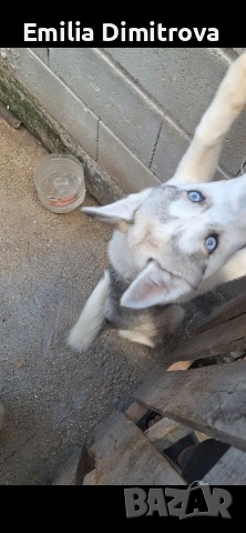 продавам кучета хъскита и Аляски , снимка 2 - Други - 54264962