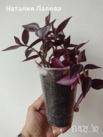 Традесканция, tradescantia purple Joy, снимка 2 - Стайни растения - 55231670