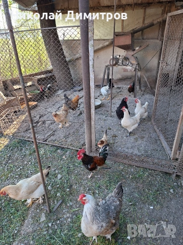 яйцата от фамилна ферма., снимка 2 - Кокошки и пуйки - 54261264
