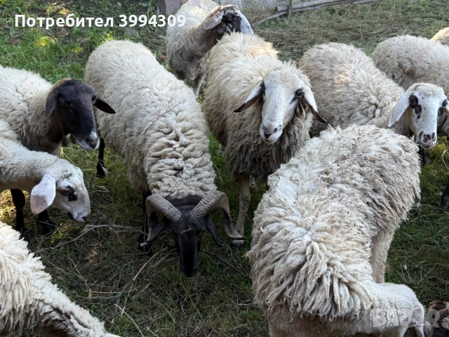 Продавам Овце и Овне, снимка 4 - Овце - 54824323
