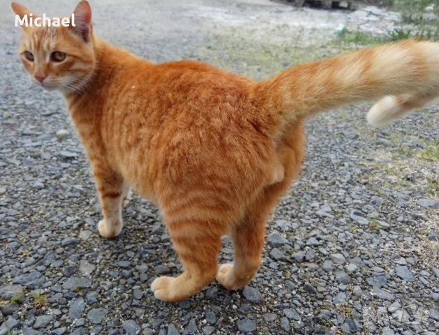 Подарявам рижко мъжко коте., снимка 9 - Други - 54016716