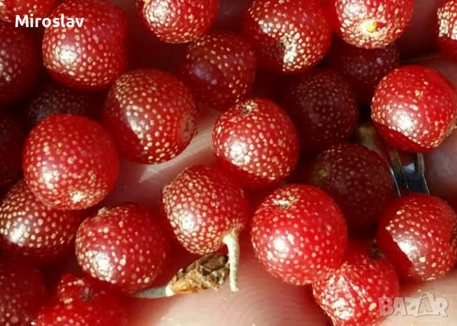 Есенна маслина , снимка 3 - Градински цветя и растения - 54244702