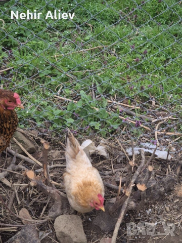 Продавам декоративни кокошки, снимка 2 - други­ - 54054580