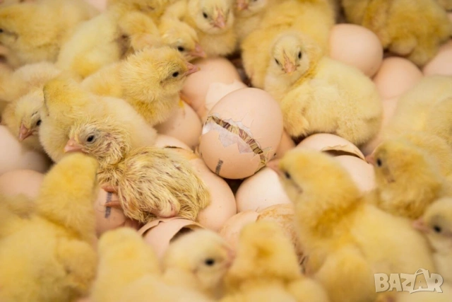 оплодени Яйца от НОСАЧКИ порода Ник Браун -Разплодни яйца за люпене , снимка 3 - Кокошки и пуйки - 54196501