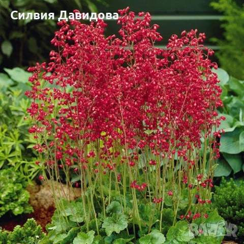 хойхера , снимка 4 - Други стоки за дома - 52773885