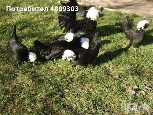 Кокошки, снимка 6 - Кокошки и пуйки - 54408784