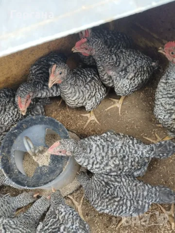 🐔петлета суперхарко 3,5 🐓, снимка 2 - Кокошки и пуйки - 55414214