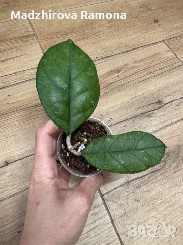 Hoya Хоя Svetlana , снимка 2 - Стайни растения - 54920300