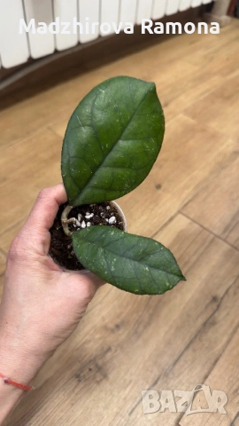 Хоя. Hoya Svetlana, снимка 3 - Стайни растения - 54001802