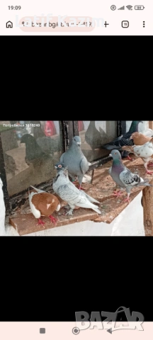 Гълъби * Блондинети * шов поста