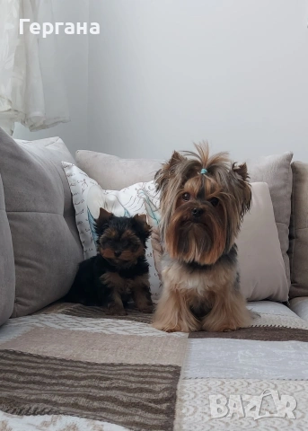 Мини йоркширски териер ., снимка 4 - Йоркширски териер - 52791889