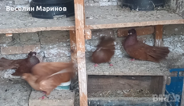   продавам  плевенски гълъби, снимка 7 - Гълъби - 54390862