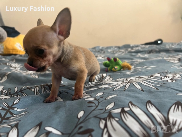 Мини чихуахуа момченце, снимка 6 - Чихуахуа - 54218067