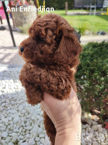 Пудел Той/Poodle Toy, снимка 5 - Пудели - 54553093
