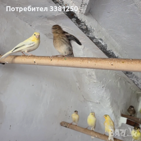 Канарчета, снимка 3 - Канари - 54767665