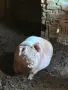 Продава се млада бременна свиня! , снимка 1