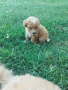 Малтипу/Maltipoo, снимка 5