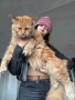 Мейн кун котенца / Мейн куун котенца / Maine coon kittens, снимка 2