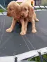 Английски кокер шпаньоли, снимка 6