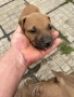 Питбулчета €150 0895778837, снимка 3