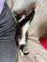 МЪЖКО КОТЕНЦЕ Търси дом, снимка 7