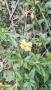 Продавам растение Зимен Жасмин (Jasminum nudiflorum), снимка 7