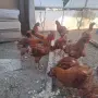 Продавам петлета , снимка 1
