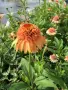 Echinacea ‘Marmalade’ (Ехинацея ‘Мармалад’), снимка 1